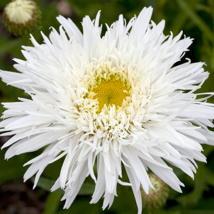 Leucanthemum Sante